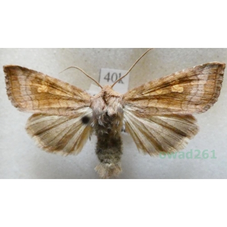 Amphipoea fucosa (Freyer, 1830) Paciepnica rdzawka Czech40k